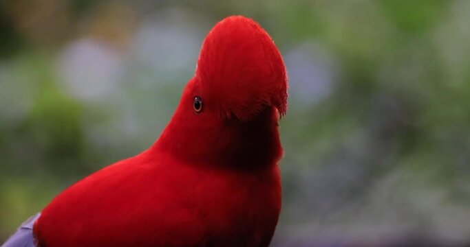 The Andean Cock-of-the-rock, known as "Gallito de Roca Andino" in Spanish, is a spectacular bird gracing the montane forests of South America. This vibrant species is scientifically classified as Rupi