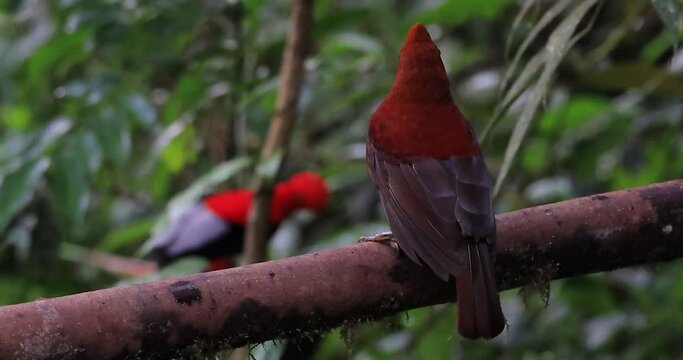 The Andean Cock-of-the-rock, known as "Gallito de Roca Andino" in Spanish, is a spectacular bird gracing the montane forests of South America. This vibrant species is scientifically classified as Rupi