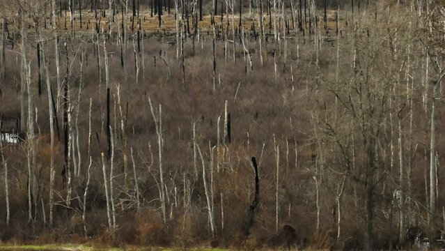 Point Remove wetland forest in Arkansas, sideways sliding shot, winter day