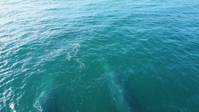 Couple of grey whales swimming underwater. Aerial drone view