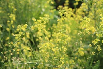 Close-up of rapeseed flowers in the field at Mekong Delta Vietnam.