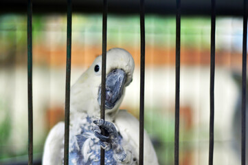 bird in cage