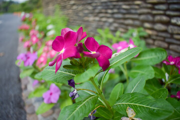 Madagascar Periwinkle in garden