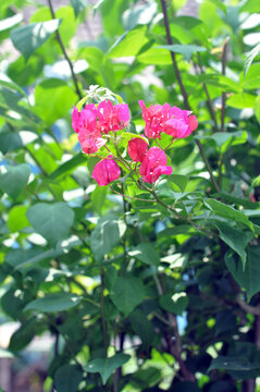 Bougainvillea flowers are pink