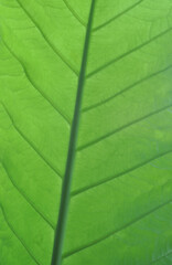 Obraz premium green leaf background