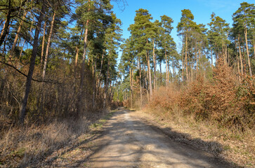 path in the woods