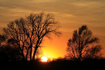 Sunset with tree silhouettes in Kansas
