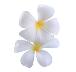 Plumeria or Frangipani or Temple tree flower. Close up single white-yellow plumeria flowers bouquet...
