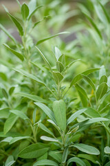 Naklejka premium fresh herbs in the garden