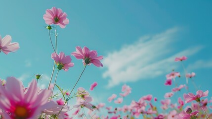 Obraz na płótnie Canvas Low Angle View Of Pink cosmos Flowering Plants Against Blue Sky, generative ai