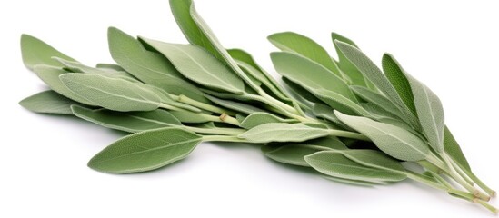 Several garden sage leaves are arranged neatly on a clean, white background. The leaves are vibrant green with textured surfaces, showcasing their unique shape and structure.