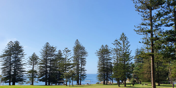 scenic view of Norfolk Island pine trees in a row at the park next to the beach against clear blue sky