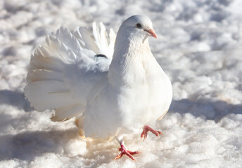 Portrait of a white dove in the snow in winter