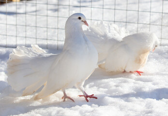 Portrait of a white dove in the snow in winter