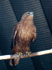 Portrait of an eagle in the zoo