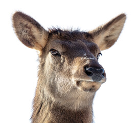 Portrait of a female deer isolated on a white background