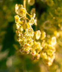 Currant flowers in spring. Macro