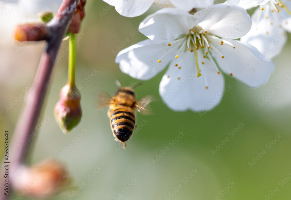 Sticker a bee flies near a tree flower in spring