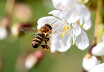 A bee flies near a tree flower in spring - 755370425