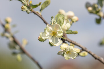 Flowers on an apple tree in spring. Close-up