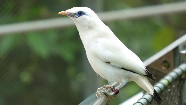 Bali myna, leucopsar rothschildi, perched on metal fence, alerted by the surroundings, wondering around the environment in wildlife zoo enclosure, close up shot of critically endangered bird species.
