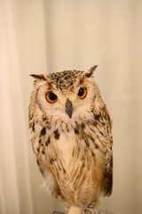 かわいいフクロウ