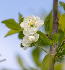 Flowers on a plum tree against the blue sky in spring. Close-up