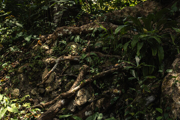 Tree roots in the wild jungle, tropical island