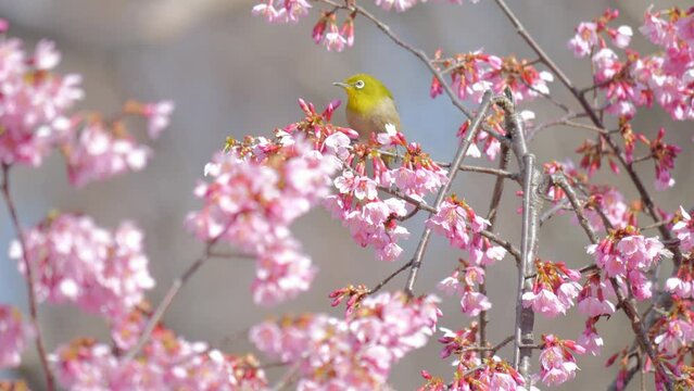 4K Japanese white-eye bird with cherry blossoms