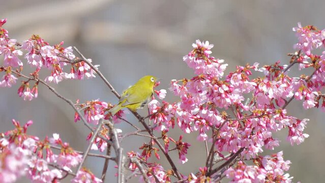 4K Japanese white-eye bird with cherry blossoms