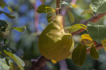 A pear on a tree. Selective focus