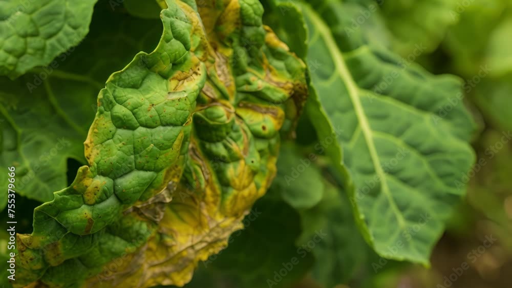 Poster a closeup of a leafy green on the verge of wilting showcasing its vulnerability and the need for pro
