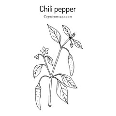 Chili pepper (Capsicum annuum), or cayenne pepper,