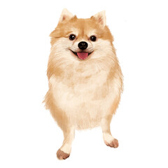 Obraz premium Pomeranian dog on transparent background. Hand drawn cute pom dog painting