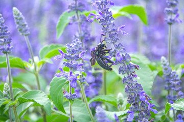 Carpenter bee Xylocopa on the violet flower