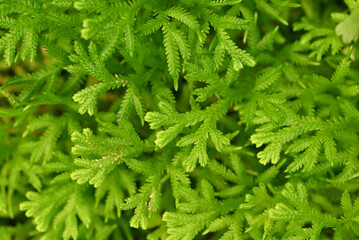 Natural background of small green fern leaves (Selaginella Fern) with natural light in the tropical garden.