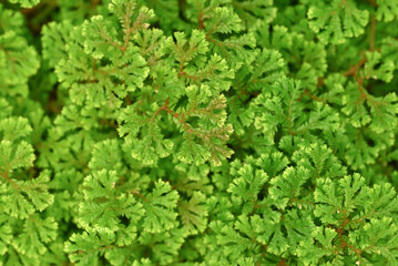 Natural background of small green fern leaves (Selaginella Fern) with natural light in the tropical garden.