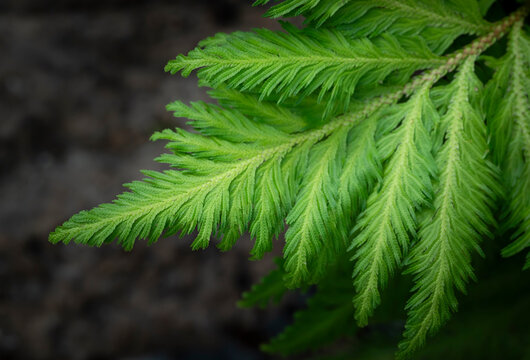 Close-up of green fern leaves (Selaginella Fern) under natural sunlight in the tropical garden on a dark background with free space for text.
