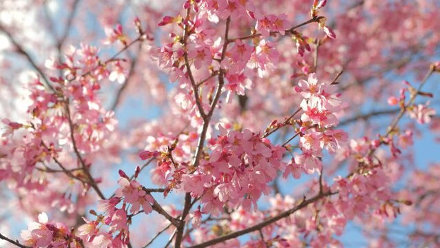 Blooming flowers sakura tree in spring video 4k