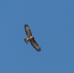 Common Buzzard in flight