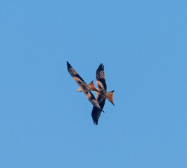 Red kites flying in the sky