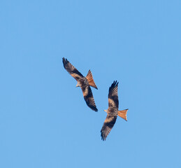 Obraz premium birds in flight red kite
