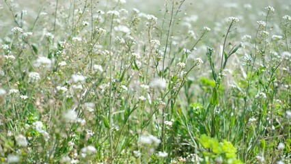 3月公園で撮影したナズナ（ペンペングサ）