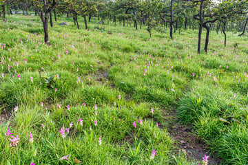 Natural Curcuma alismatifolia flowers field on hill of Pa Hin Ngam National Park. They are at Asian tropical savanna forest in Thep Sathit district, Chaiyaphum province, Thailand.