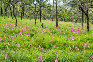 Natural landscape field of Curcuma alismatifolia flowers plant on hill of Pa Hin Ngam National Park. They are at Asian tropical savanna forest in Thep Sathit district, Chaiyaphum province, Thailand.