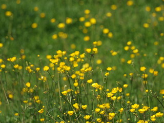 Meadow of buttercups (ranunculus), shallow depth of field