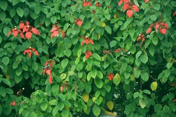 flowers grow on the leaves