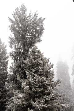 Fresh snowfall covered Gulmarg in the month of Janaury with Pine Trees covered with soft powder at the first station of Gondola.