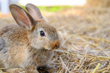 Cute brown rabbit bunny domestic pet on straw. Rabbit farm.