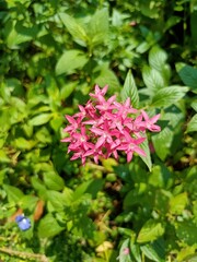 Pentas lanceolata, commonly known as Egyptian starcluster, is a species of flowering plant in the madder family, Rubiaceae that is native to much of Africa as well as Yemen.&nbsp;
